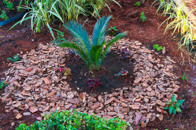 Aula de jardinagem na zona sul